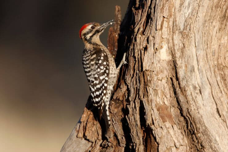 A close up photo of a Ladder-Backed Woodpecker