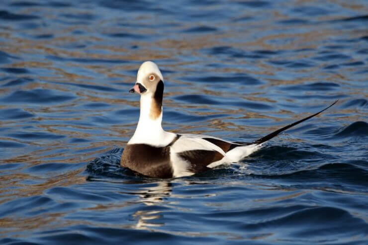 A Long-Tailed Duck swimming