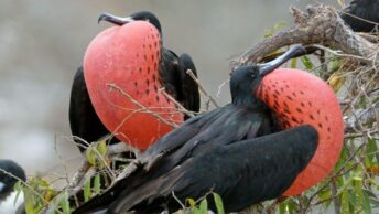 Magnificent Frigatebird