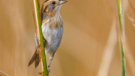 A Nelson's Sparrow clinging onto a reed