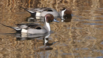 A pair of Northern Pintails swimming in a body of water