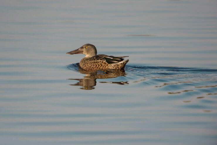 A Northern Shoveler looking for food in the evening