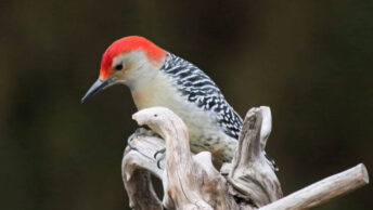 A close up photo of a Red-Bellied Woodpecker