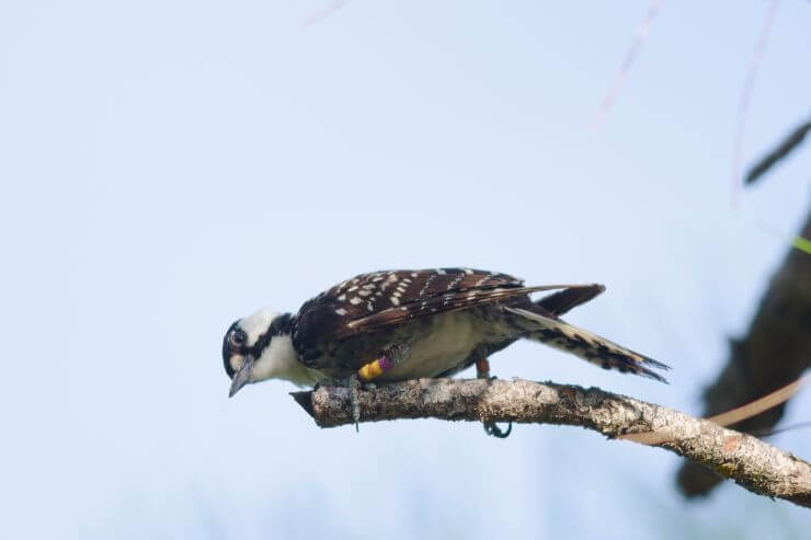 Red-Cockaded Woodpecker