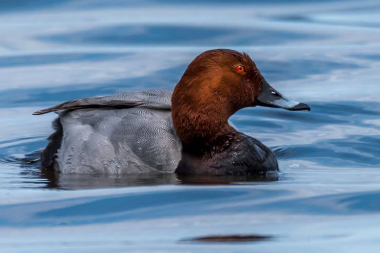 Close-up photo of a Redhead