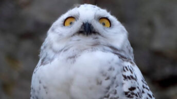 This Snowy Owl seems to have spotted the cameraman