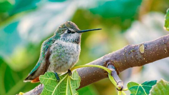 Calliope Hummingbird