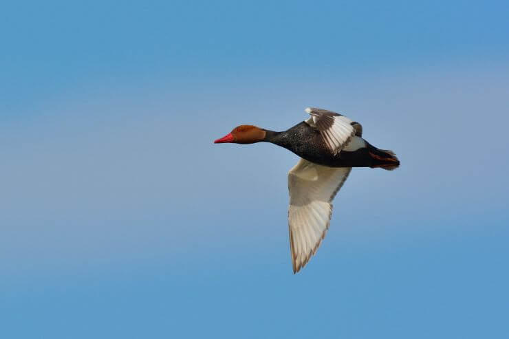 Red-crested Pochard in Flight