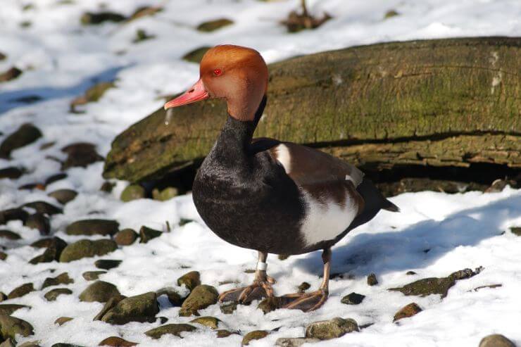 Red-crested Pochard on Snow