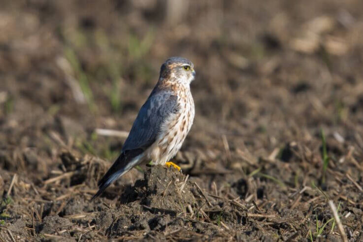 Falcons In Ohio 3 Falcons in Ohio (With Pictures) - Avibirds.com
