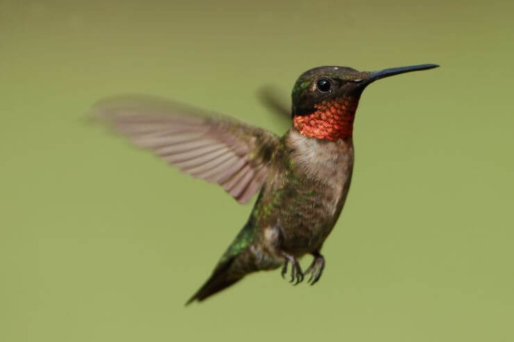 3 Hummingbirds in Maine (With Pictures)