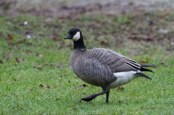 Cackling Goose