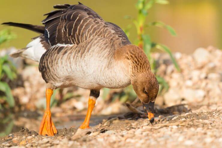 Greater White-fronted Goose