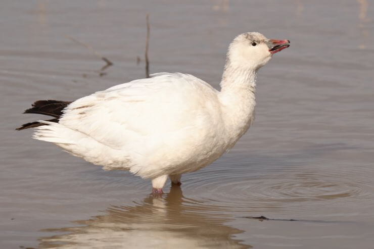 Ross's Goose