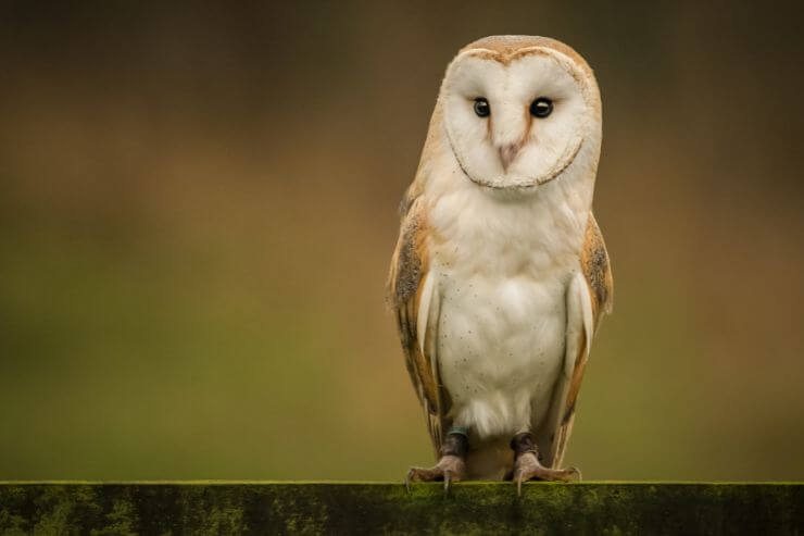 American Barn Owl