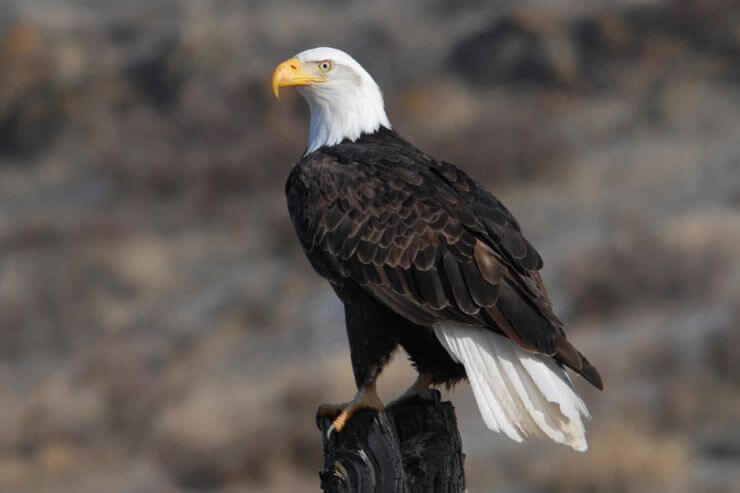 Bald Eagle