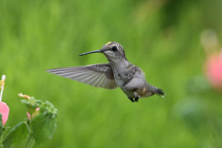 Hummingbirds in North Carolina (With Pictures) - AviBirds
