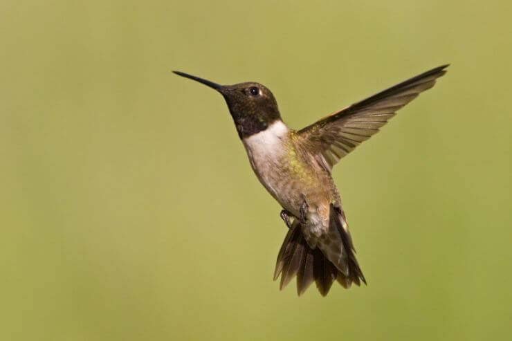 Black-Chinned Hummingbird