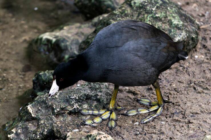 Black Scoter