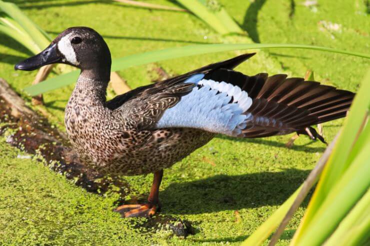 Blue-winged Teal