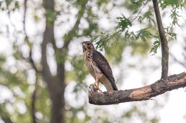 Broad-Winged Hawk