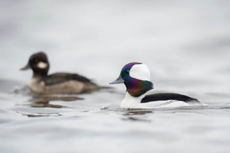 Bufflehead