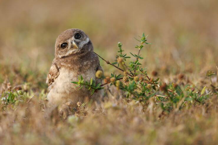 Burrowing Owl