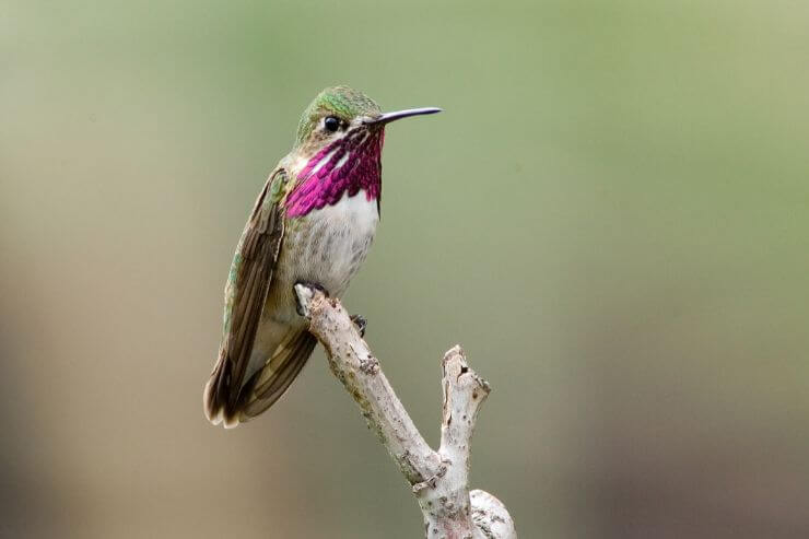 Calliope Hummingbird
