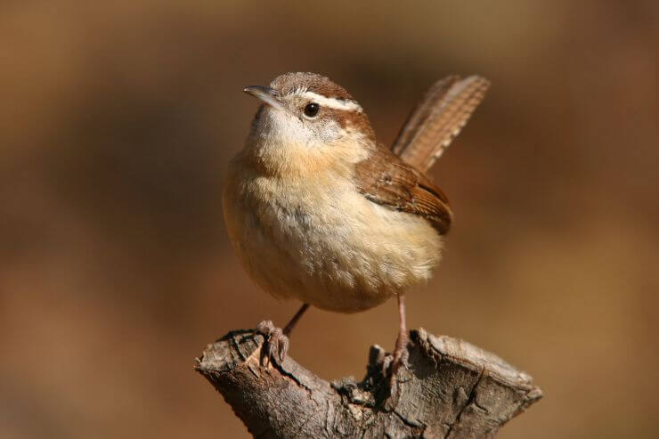 Carolina Wren