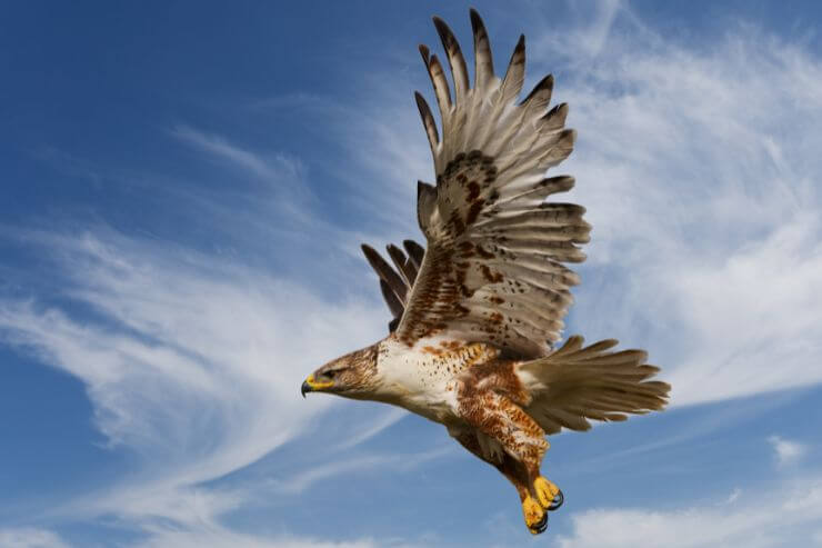 Ferruginous Hawk