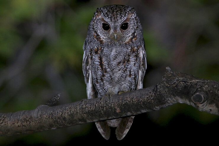 Flammulated Owl