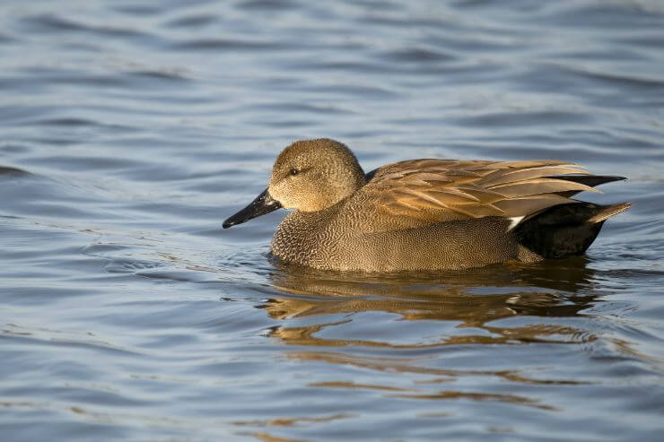 Gadwall
