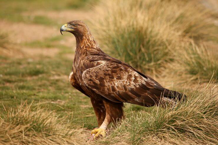 Golden Eagle