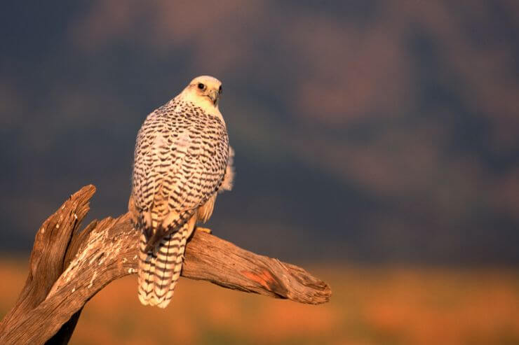 Gyrfalcon