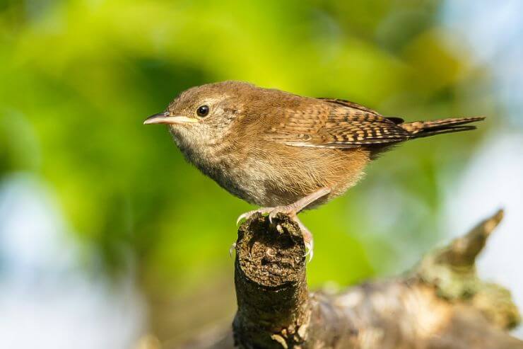 House Wren