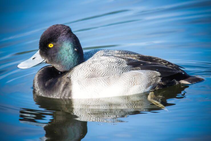 Lesser Scaup