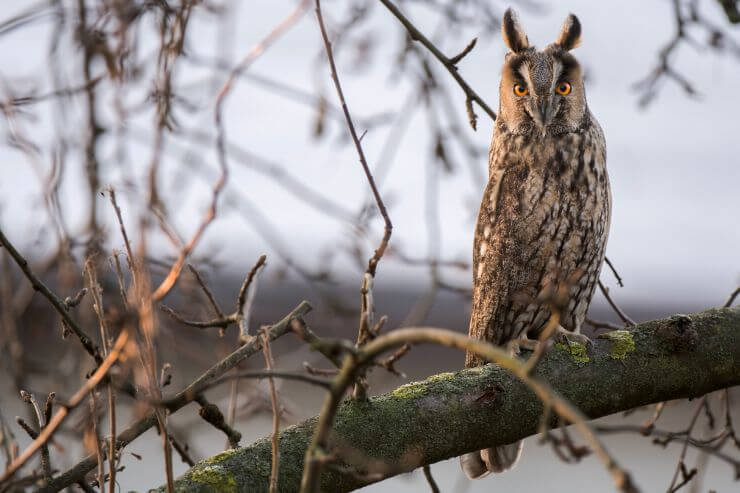 Long-eared Owl