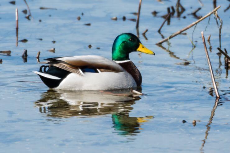 Mallard