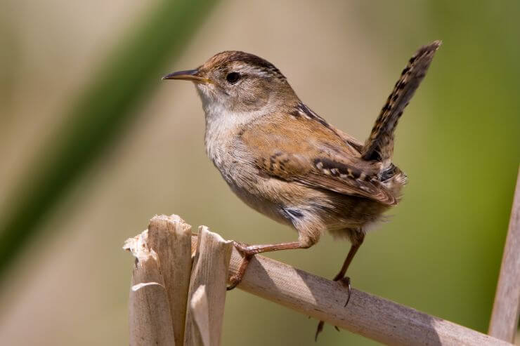 Marsh Wren