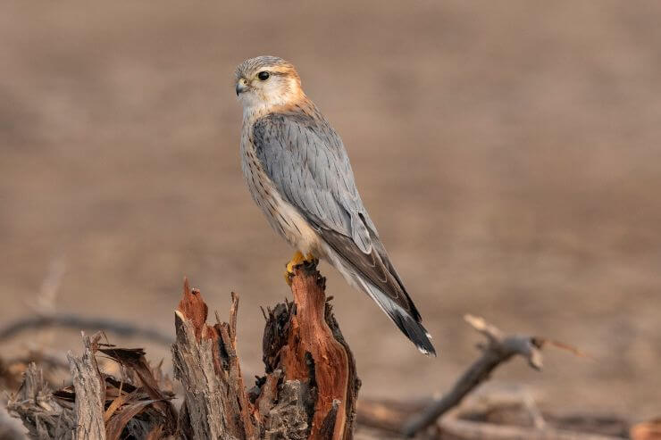Merlin