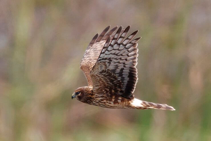 Northern Harrier