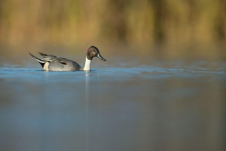 Northern Pintail