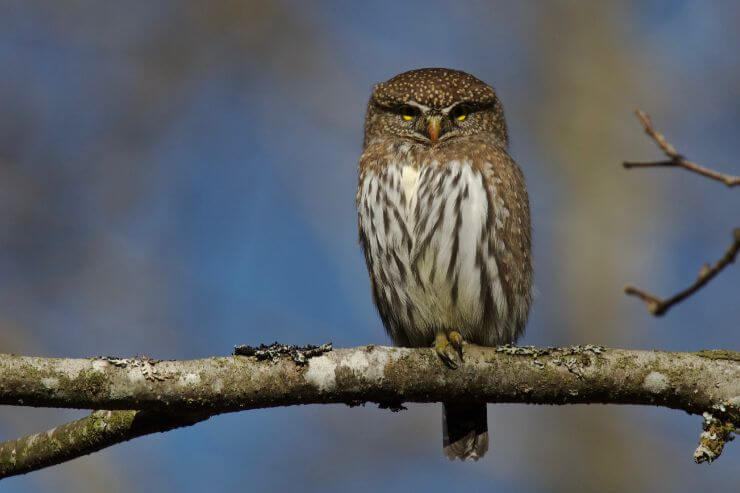 Northern Pygmy Owl