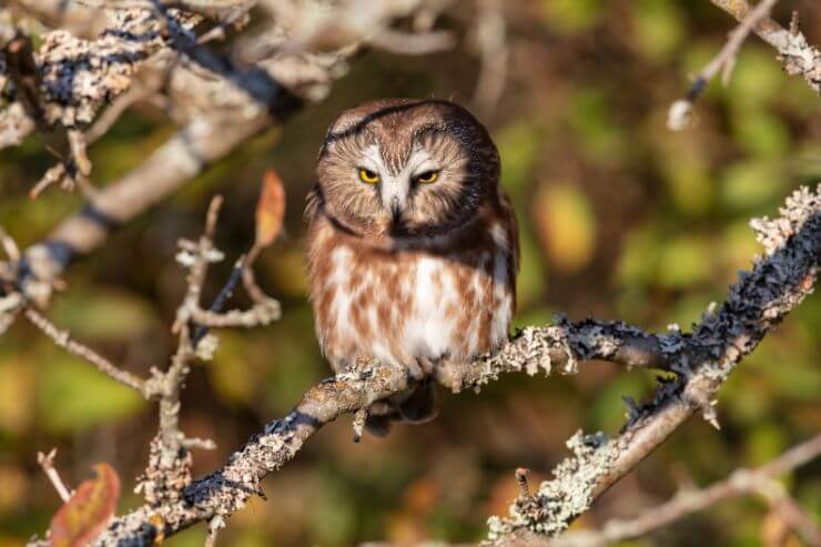 Northern Saw-whet Owl
