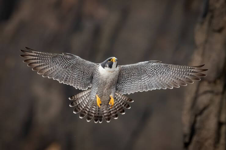 Peregrine Falcon