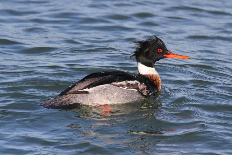 Red-breasted Merganser