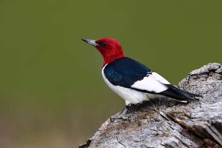 Red-Headed Woodpecker