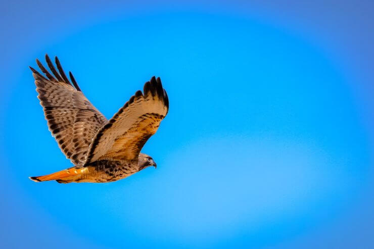 Red-Tailed Hawk