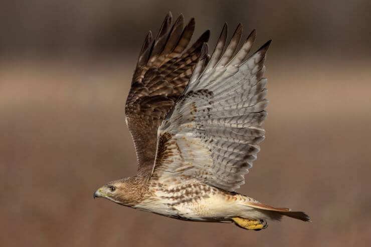 Red-Tailed Hawk