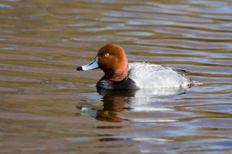 Redhead